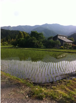 Rice Fields